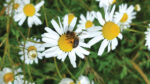 Nature on our doorsteps: Honey is the sweetest harvest