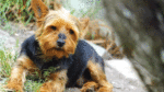 Pensioner’s terrier mauled to death by neighbour’s dog