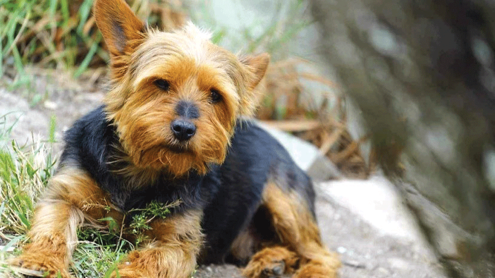 Pensioner’s terrier mauled to death by neighbour’s dog Pensioner’s terrier mauled to death by neighbour’s dog