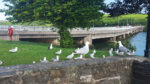 Nature on our doorsteps: Dancing seagulls?