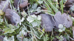 Nature on our doorsteps: Fighting the frosts . . .