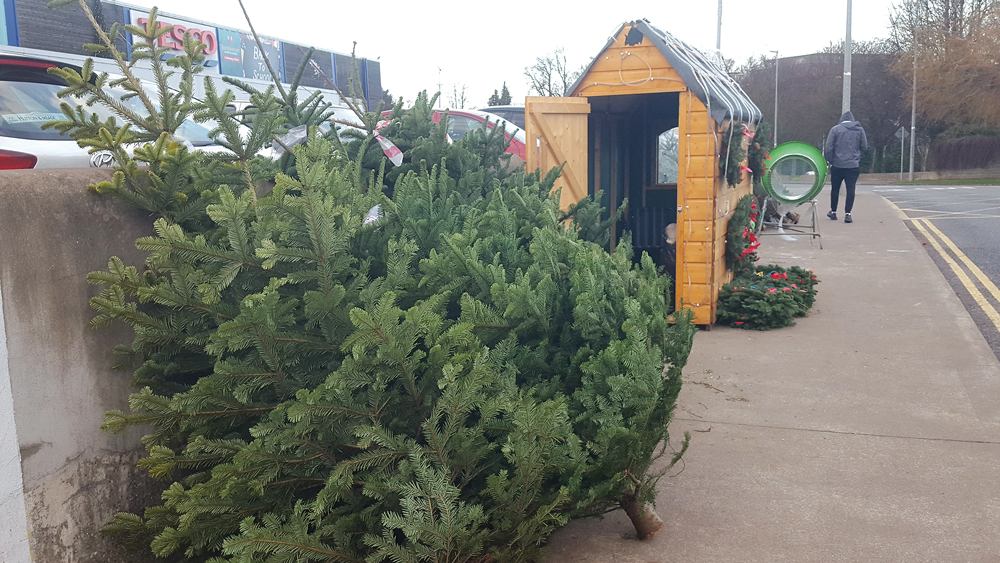 Nature on our Doorsteps A real or artificial tree? Echo.ie