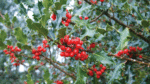 Nature on our doorsteps: Mid-winter and the Celtic New Year