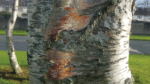 Nature on our doorsteps: Barking up the right tree . . .