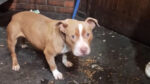 Terrified young dog abandoned outside off-licence in Clondalkin