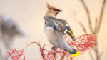 Watch out for Waxwings: Seldom-seen birds are visiting Ireland now
