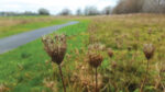 Nature on our Doorsteps: The quietness of winter