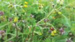 Nature on our doorstep: Groundsel, the ‘ground-swallower’