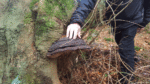 Nature on our Doorsteps: Bracket Fungi