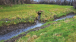Repeated river discolouration at Poddle looks like ‘nuclear’