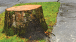Residents not consulted over removal of trees