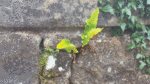 Nature on our doorsteps: The wonder of walls
