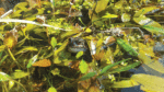 Nature on our doorsteps: ‘Peter Pan’ tadpoles?