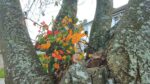 Nature on our doorsteps: Tree Hollows