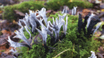Nature on our doorsteps: Glowing in the dark