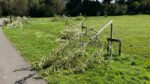 Community ‘reeling’ after 40 trees damaged in Dodder Valley Park