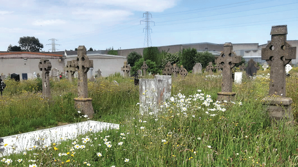 Concerns cemetery is overgrown and ‘out of sight and forgotten’ Concerns cemetery is overgrown and ‘out of sight and forgotten’