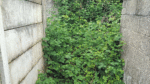 Overgrown laneway leads to rat infestation in local gardens