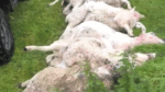 WATCH: 16 sheep killed in devastating attack by two Rottweilers