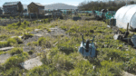 The plots thicken as 100 allotments lie fallow and idle