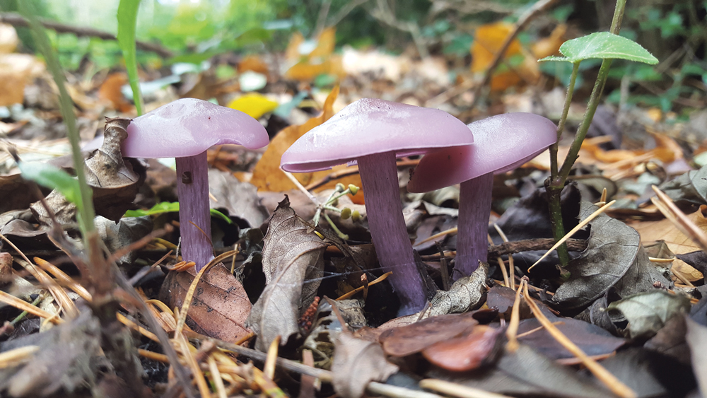 Nature on our doorsteps: Fabulous fungi Nature on our doorsteps: Fabulous fungi