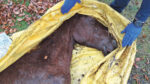 ‘Horrific’ scene where dead horse was found