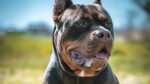 Owners warned about XL Bully exemptions