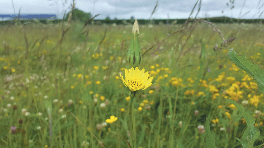 Nature on our doorsteps: Goatsbeard in the meadows Nature on our doorsteps: Goatsbeard in the meadows