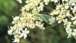 Nature on our doorsteps: Lovely Lacewings
