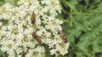 Nature on our doorsteps: Mixed benefits of warm weather