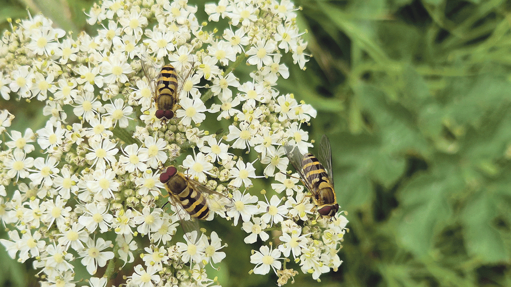 Nature on our doorsteps: Mixed benefits of warm weather Nature on our doorsteps: Mixed benefits of warm weather