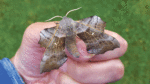 Nature on our doorsteps: Mighty Hawk Moths