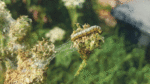 Nature on our doorsteps: A battle of defence and response