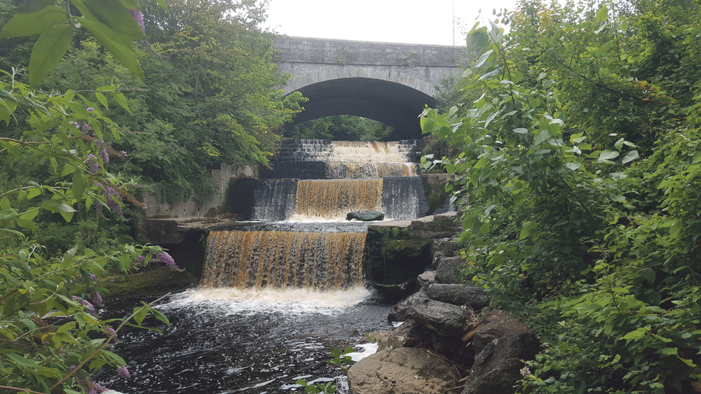 Over €12,000 from Inland Fisheries to help protect Dodder Over €12,000 from Inland Fisheries to help protect Dodder