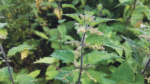 Nature on our doorsteps: Being hairy has its advantages