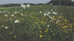 Meadows and mowing all good moves to encourage wildflowers