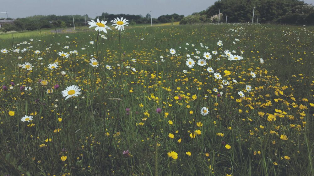 Meadows and mowing all good moves to encourage wildflowers