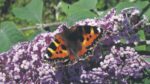 Nature on our doorsteps: Butterflies from Africa