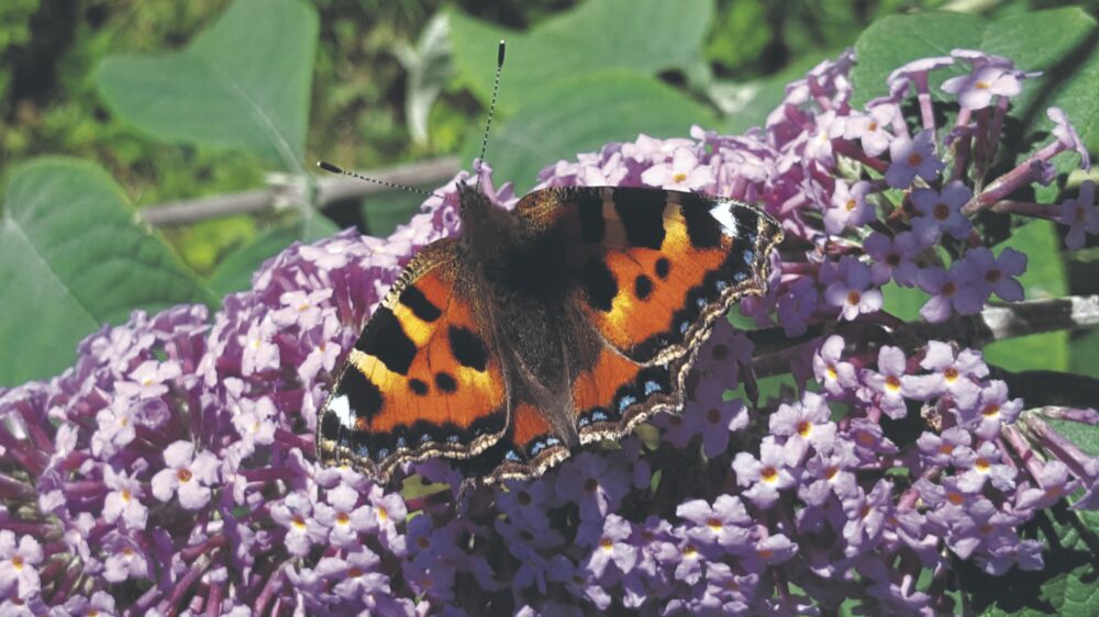 Nature on our doorsteps: Butterflies from Africa