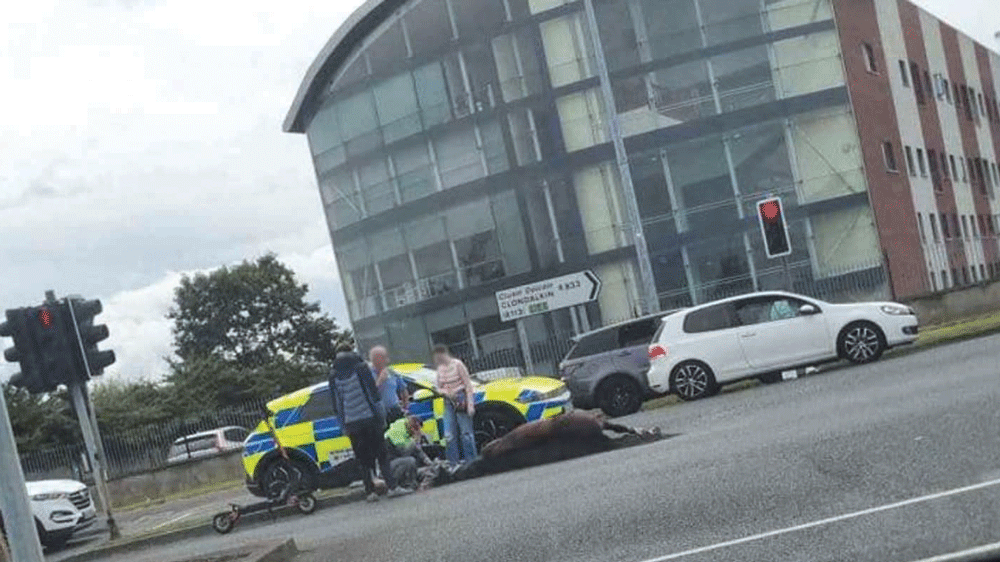 Sulky horse and car collision raises animal welfare worries Sulky horse and car collision raises animal welfare worries