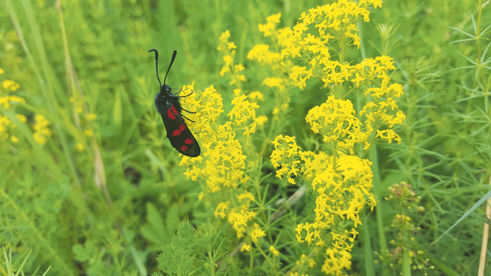 Nature on our doorsteps: Lady’s Bedstraw Nature on our doorsteps: Lady’s Bedstraw