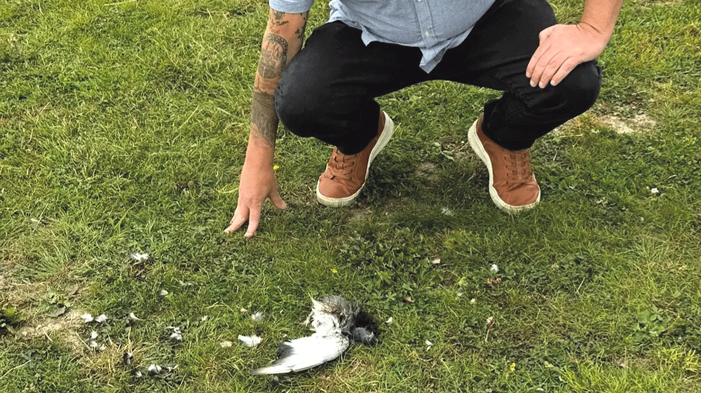 Authorities investigate dead birds found in Quarryvale Authorities investigate dead birds found in Quarryvale