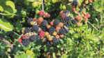 Nature on our doorsteps: Blackberries are green when they are red . . .