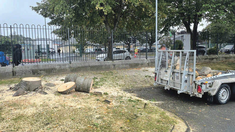 Residents object to trees outside St Kilian’s church being felled Residents object to trees outside St Kilian’s church being felled
