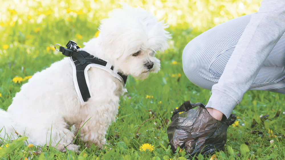 Dog poop fines hit a new low for the blind or vision-impaired Dog poop fines hit a new low for the blind or vision-impaired