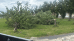 Trees damaged by ‘lads on scramblers with chainsaw’