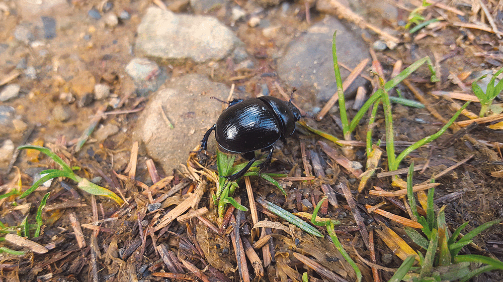 Nature on our doorsteps: Shiny beetles