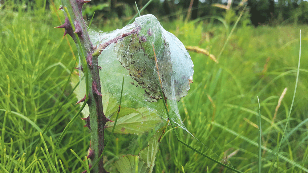Nature on our doorsteps: Different types of spider webs