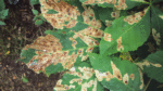 Nature on our doorsteps: Brown Horse Chestnut leaves