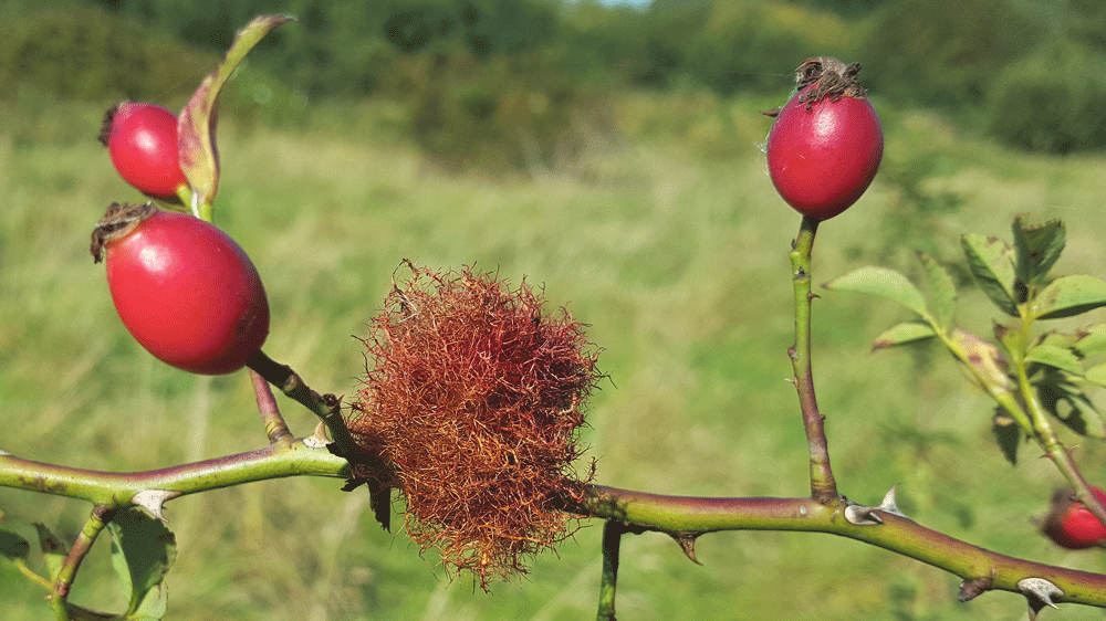 Nature on our doorsteps: Bright red plant galls Nature on our doorsteps: Bright red plant galls